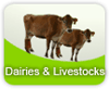 Dairies & Livestocks