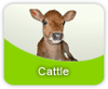 Cattle